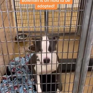 Shelter dog finds out he's going to be adopted