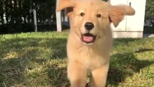 Golden puppy slow motion