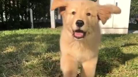 Golden puppy slow motion