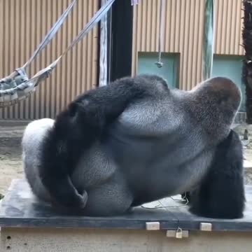 Gorila coçando a bunda