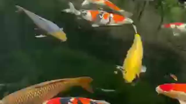 Not a big pond but a good pond