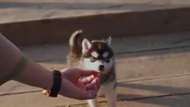 Smallest Husky Will Melt Your Heart