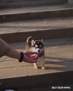 Smallest Husky Will Melt Your Heart