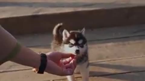 Smallest Husky Will Melt Your Heart