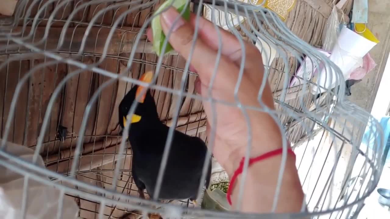 I Tried Giving Lemon To Bird, But....