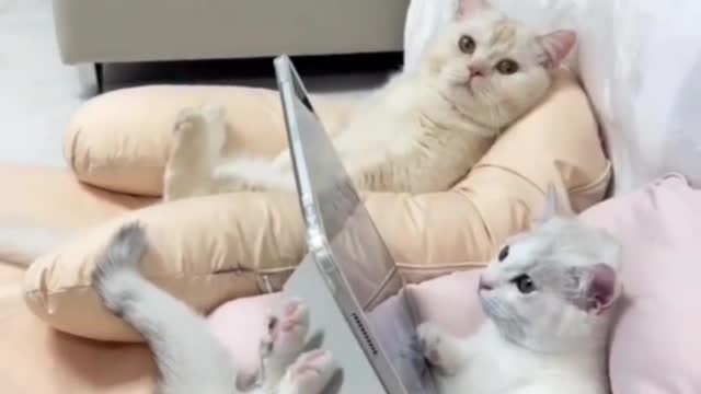 In a zoom meeting 🐱 💻 Love cats? Like & Share