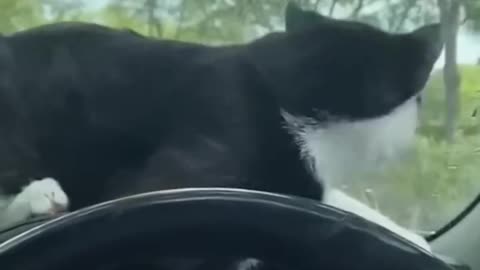 Funny cats&dog|Hilarious cat and dog moments|Cats and dogs funny videos|funny animal|try not laugh