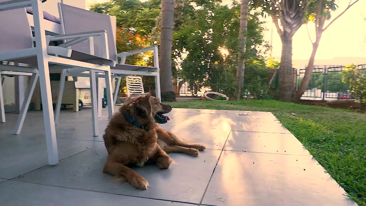 Watch This Beautiful Dog Sitting In The Garden!