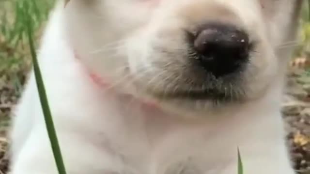 Cute Puppy short video