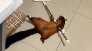 Squirrel knocks broom down then pretends to be a victim