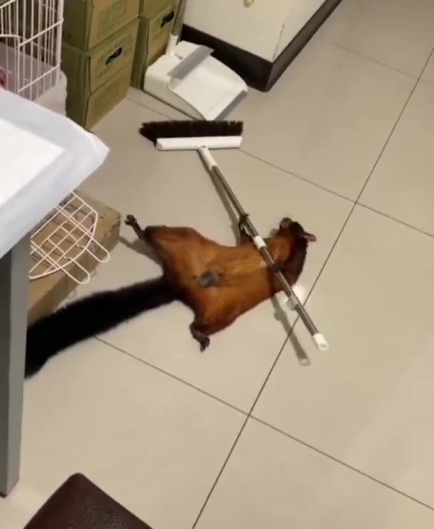 Squirrel knocks broom down then pretends to be a victim