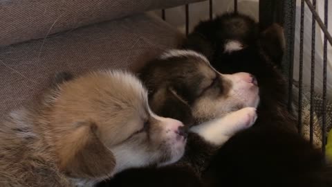 Cute dogs