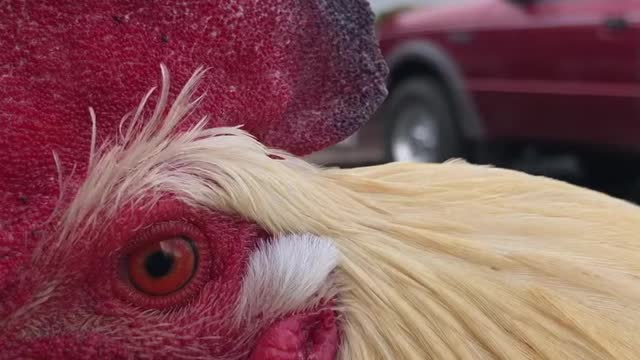 Closeup with Rooster #shorts #rooster #closeup #barnlife #animallover