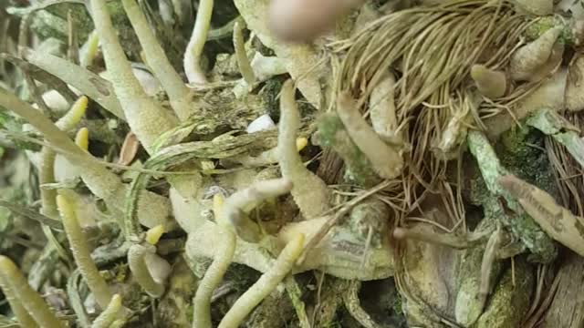 roots