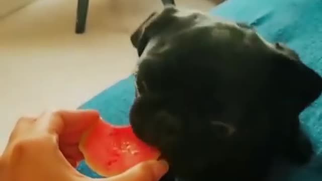 Funniest and cute pug dog videos complition for 2022
