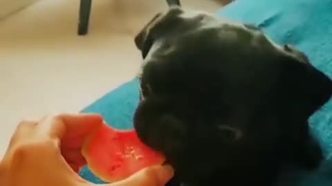 Funniest and cute pug dog videos complition for 2022