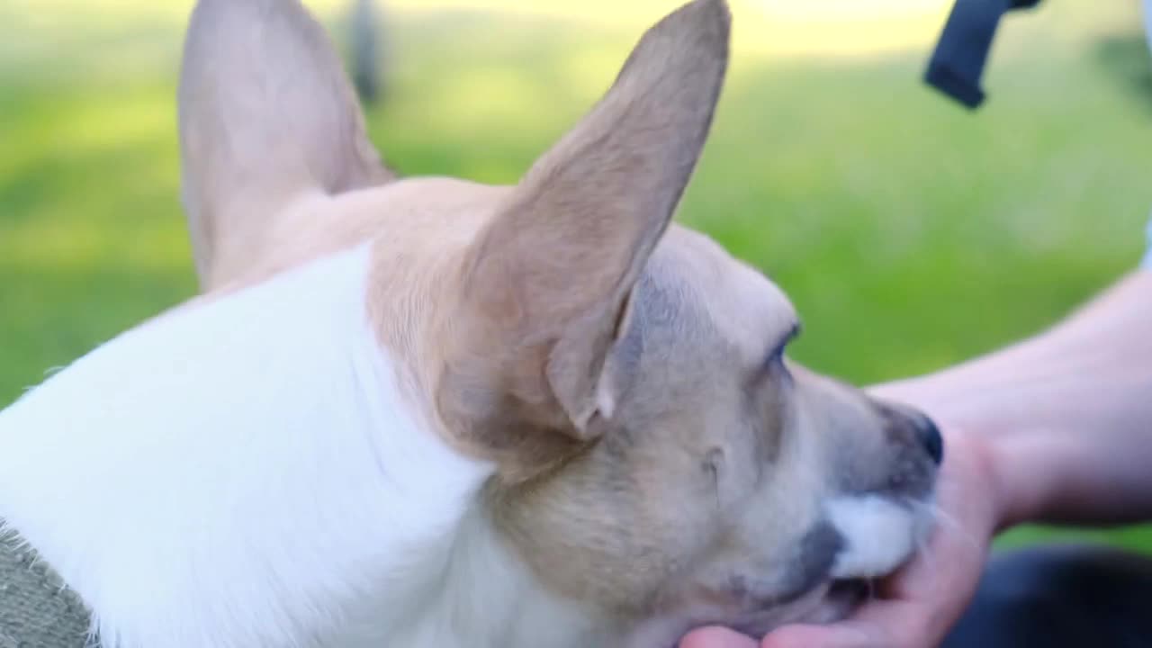 The dog eats from the owner's hand. Encouragement and training dogs