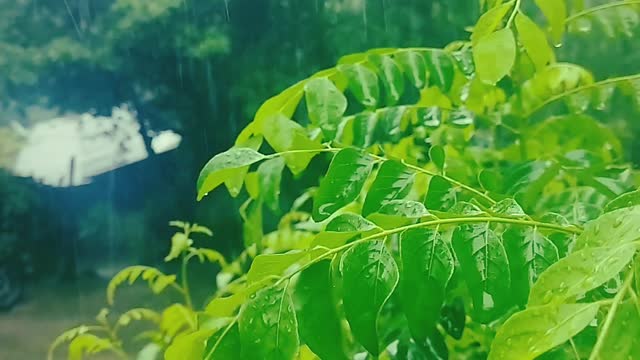 RAIN VIBES NATURE || FEEL THE MUSIC || NATURE123