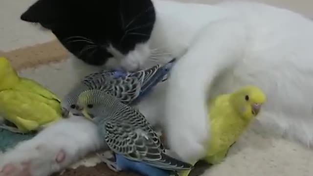 Gatos y pájaros - Pensé que no se les permitía ser amigos