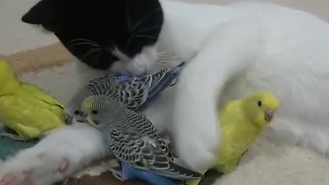 Gatos y pájaros - Pensé que no se les permitía ser amigos