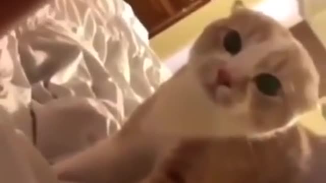 Бедный кот испугался от вида Хозяйки. ШОК!!!
