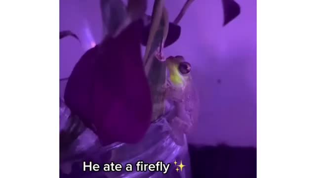 This is what happens when frog eats firefly for dinner