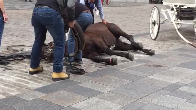 Tired Horse Won't Get Up