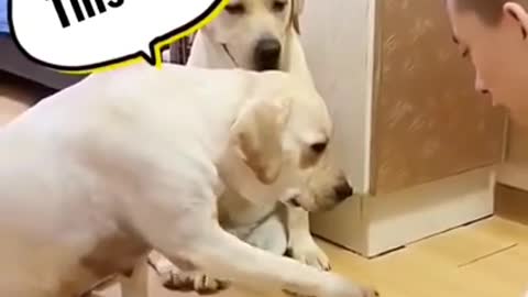 Dog so stupid
