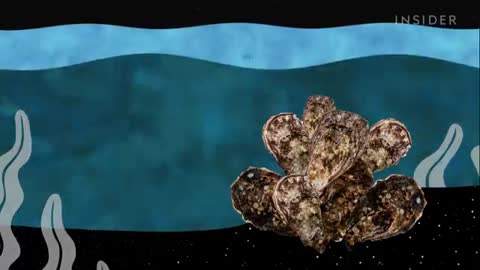 America's wild oysters