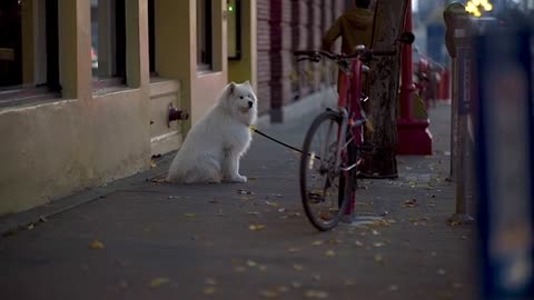 dog