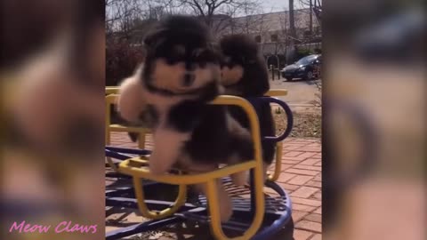 Funny puppy video