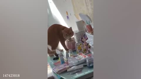 Funniest cats videos of 2023