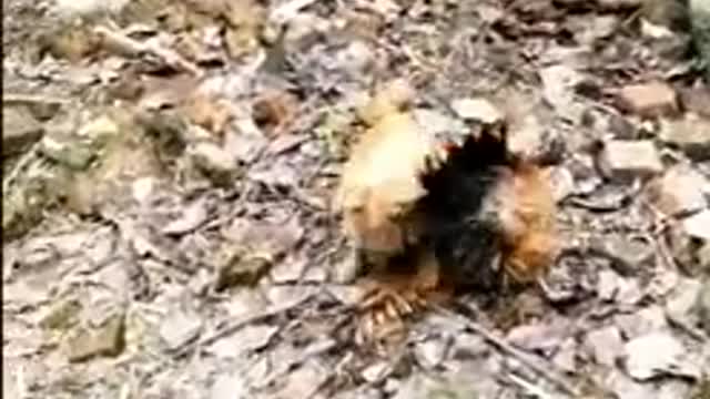 Funny dogs vs chicken