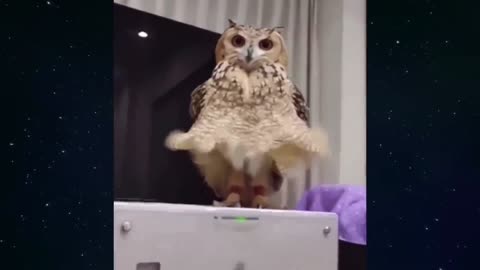 Marilyn Owl Monroe