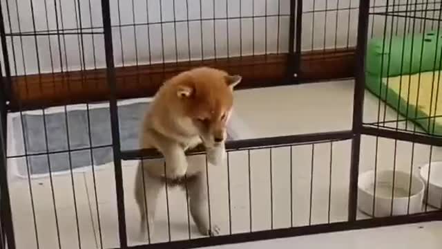 adorable pet