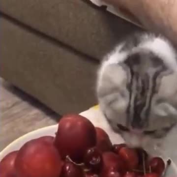 Kittens & Pups Cutest 2021 Try not to Laugh -4