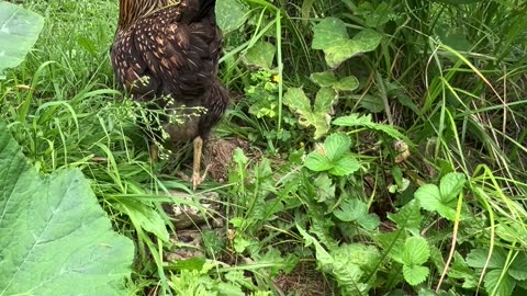 Trapped, Olive Egger in the Strawberries 🍓 #chickens