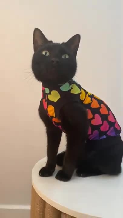 5.All black cat video best for ever