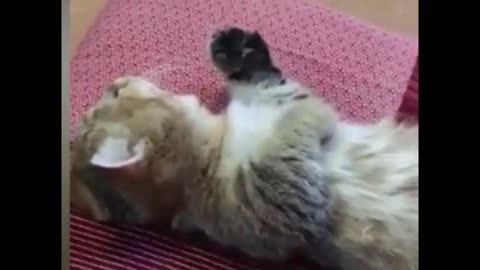 Fluffy Cute And Heart Melting Kittens