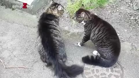 Funny Cats Arguing - Cats Talking To Each Other Compilation || NEW HD