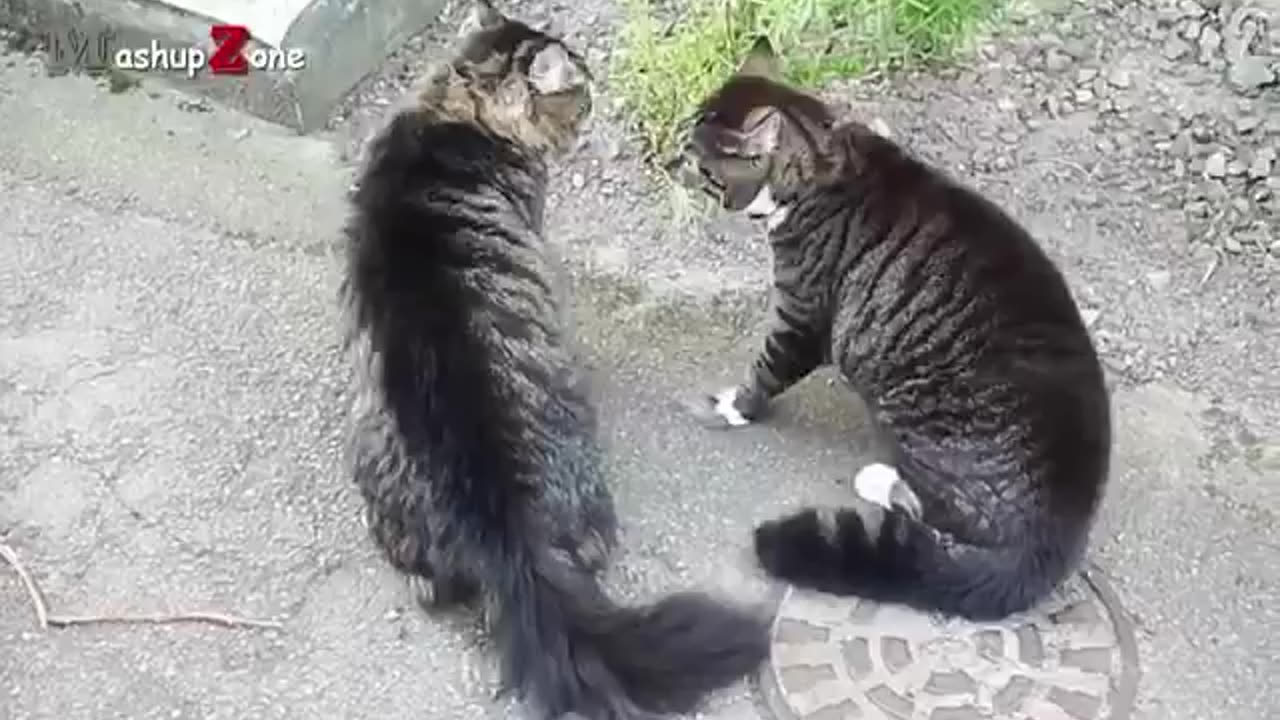 Funny Cats Arguing - Cats Talking To Each Other Compilation || NEW HD