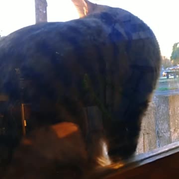 Zico, el gatito de mis hijos... - Tacuarembó (25/07/2024)