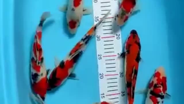 Mix original koi