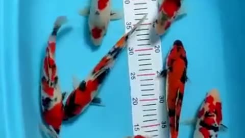 Mix original koi