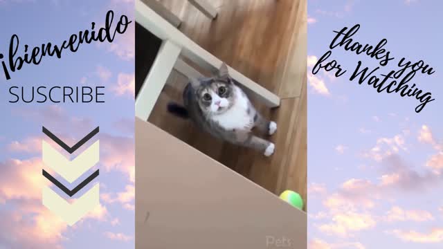 Funny Dog