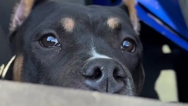 Its the nose sniffing for me 😍🥰