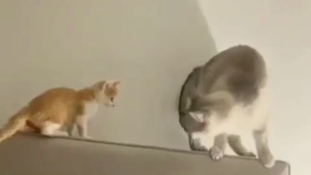 The funny slapped the little cat like this