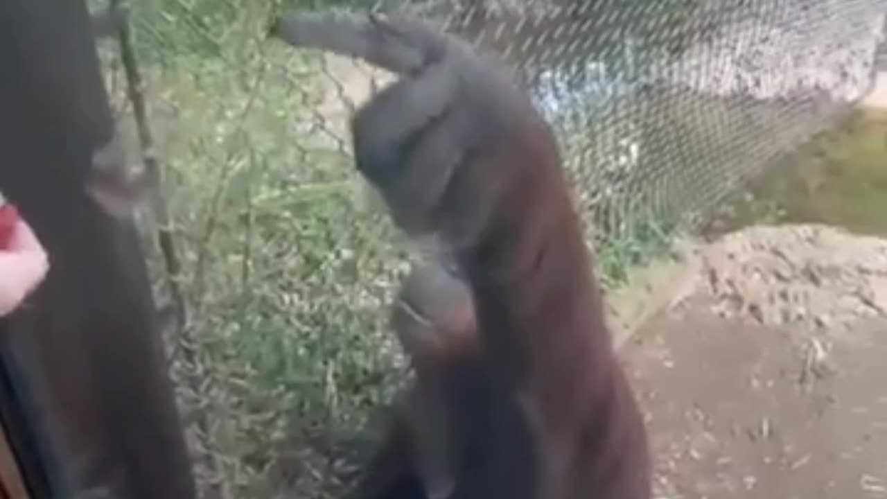 incredibly intelligent orangutan asks visitors to share gummy snacks