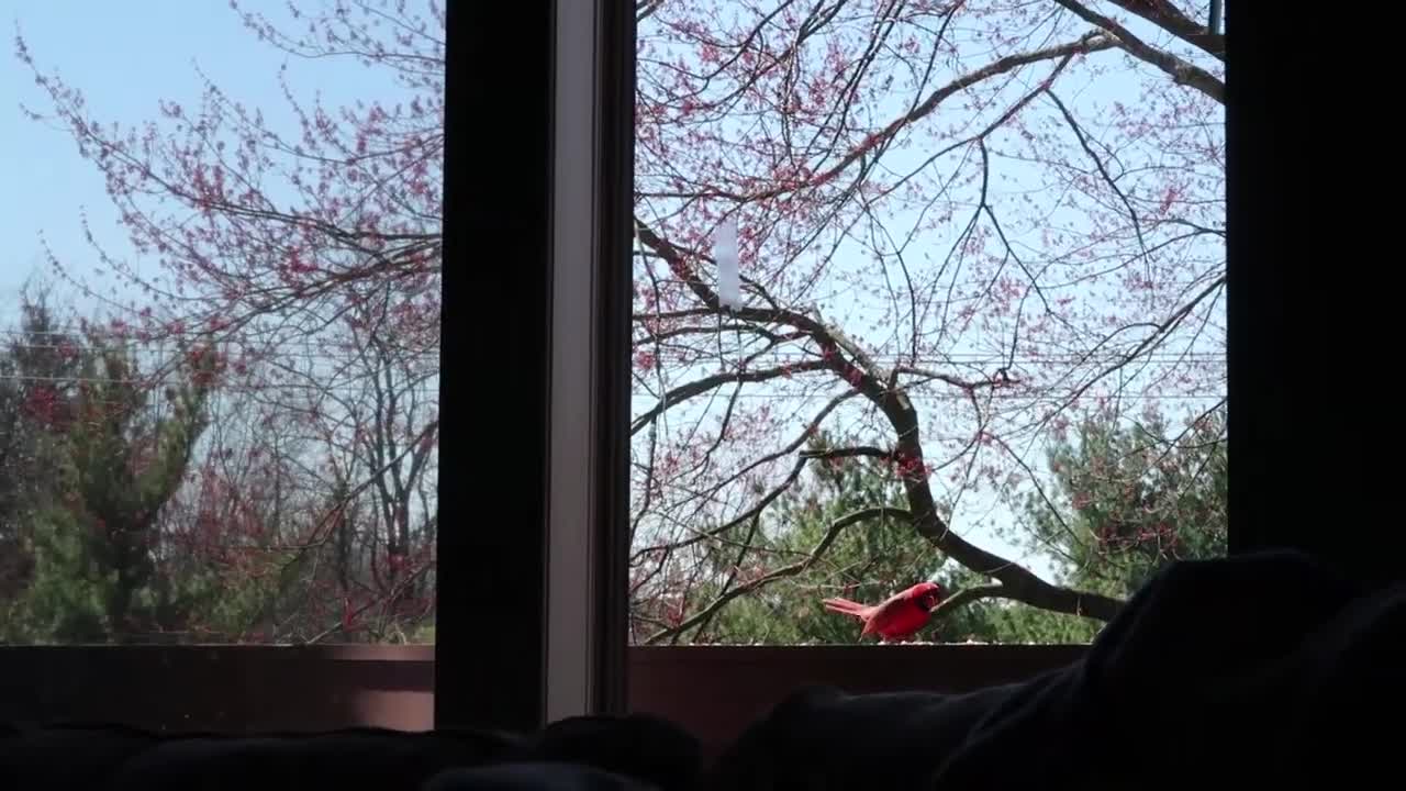 Hungry cardinal eats and hangs on the door!