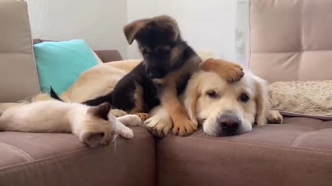 German Shepherd and Kitten Playing